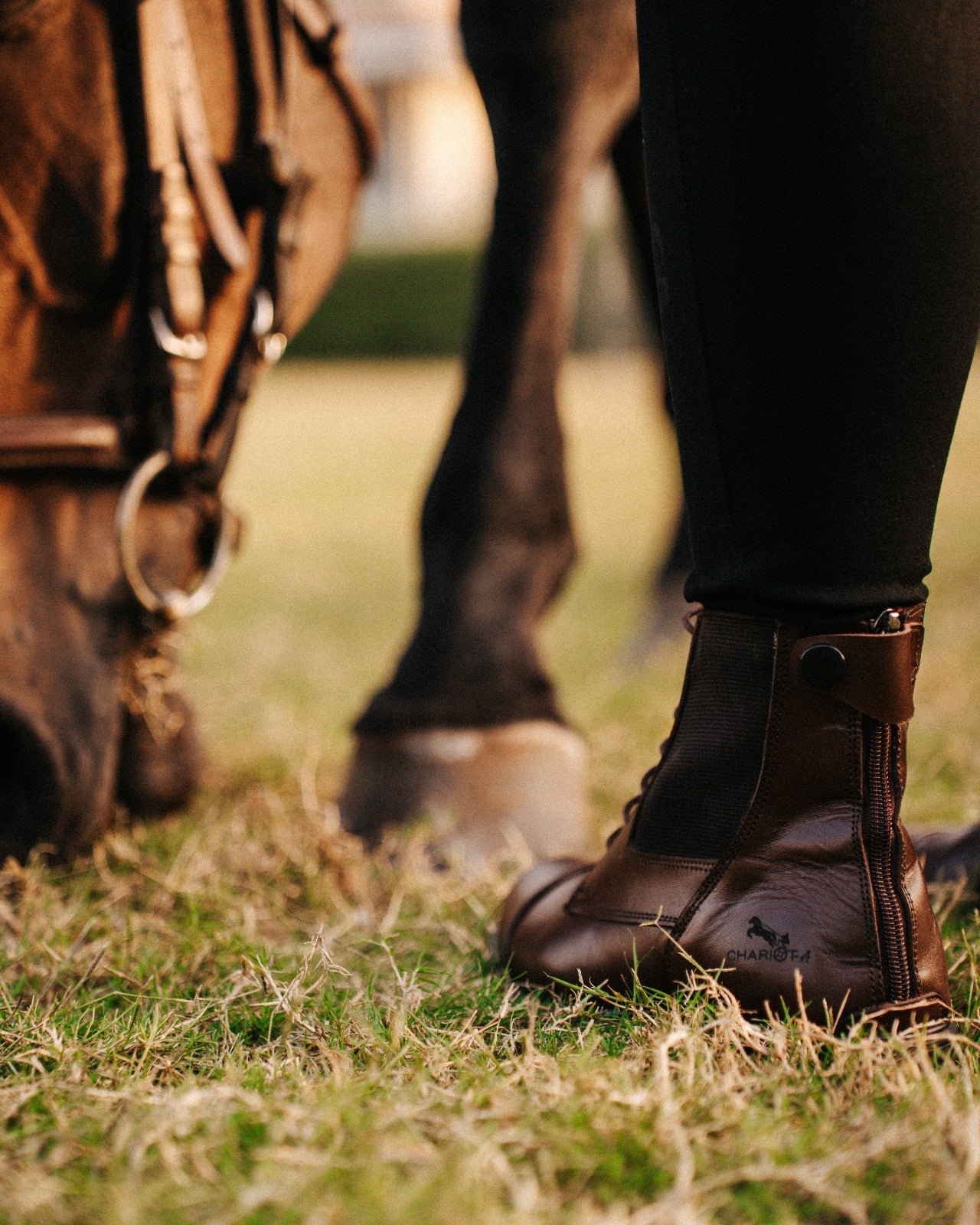 New Edition Short boots In Straps - Brown color